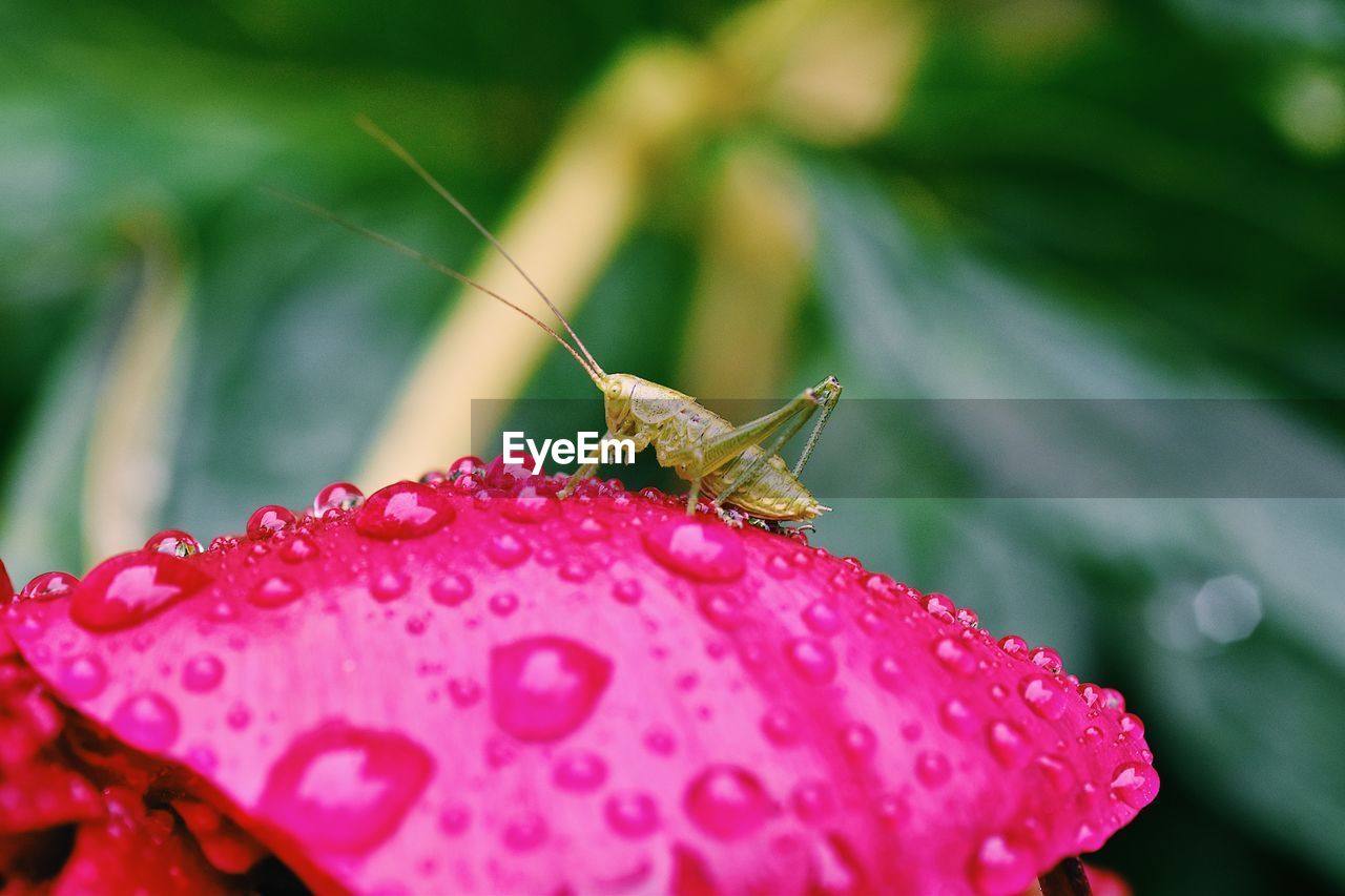 CLOSE-UP OF HOUSEFLY ON RED FLOWER