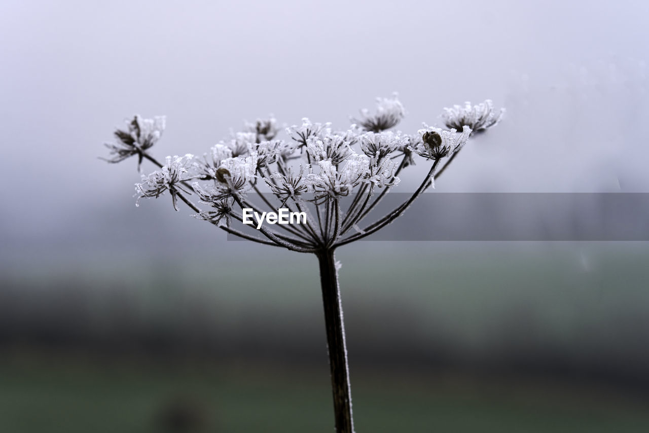 plant, nature, flower, beauty in nature, macro photography, flowering plant, close-up, branch, focus on foreground, fragility, no people, frost, leaf, blossom, plant stem, freshness, grass, growth, outdoors, tree, twig, tranquility, day, environment, springtime, winter, land, sky, cold temperature, morning