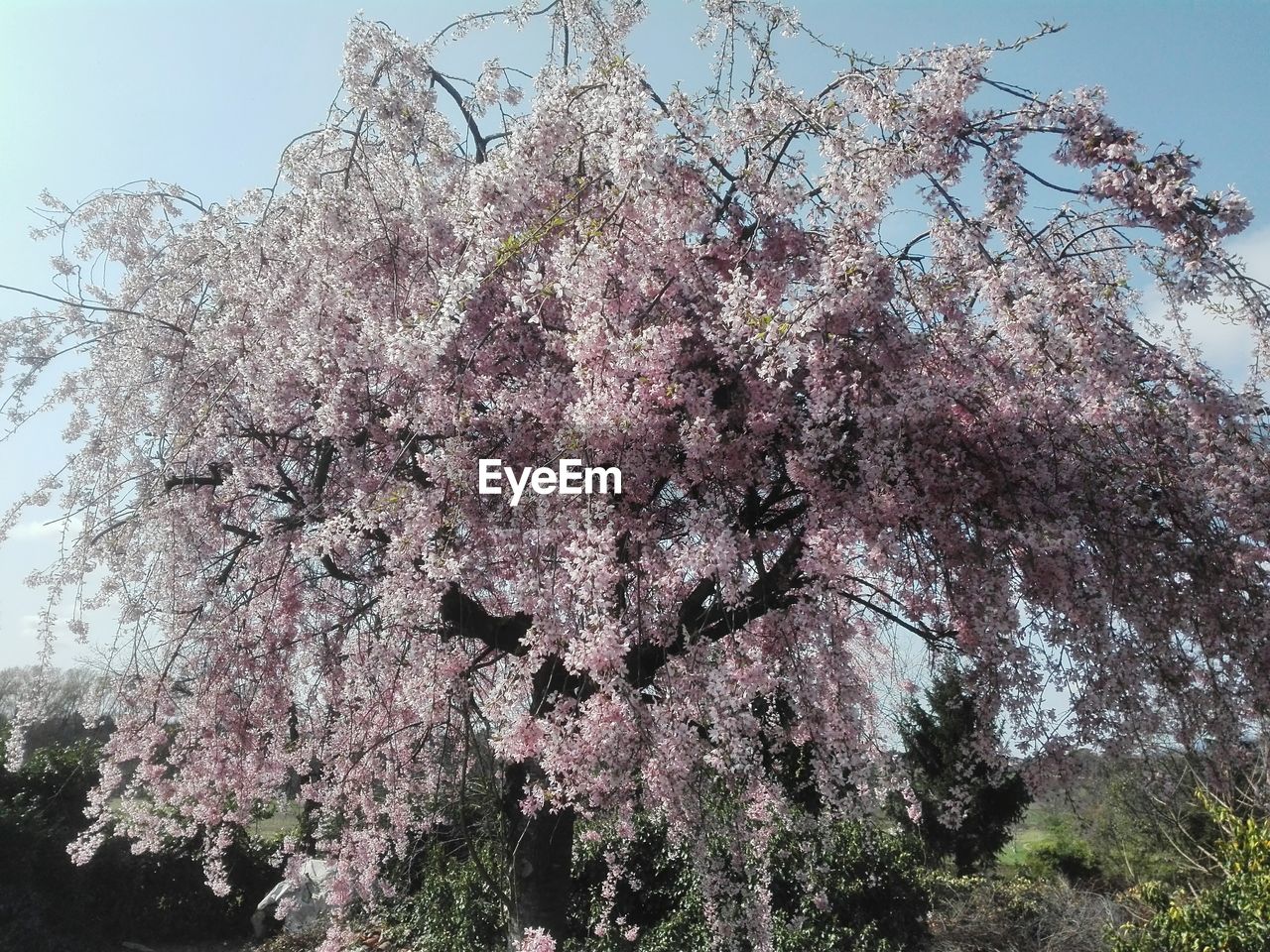 CLOSE-UP LOW ANGLE VIEW OF TREE