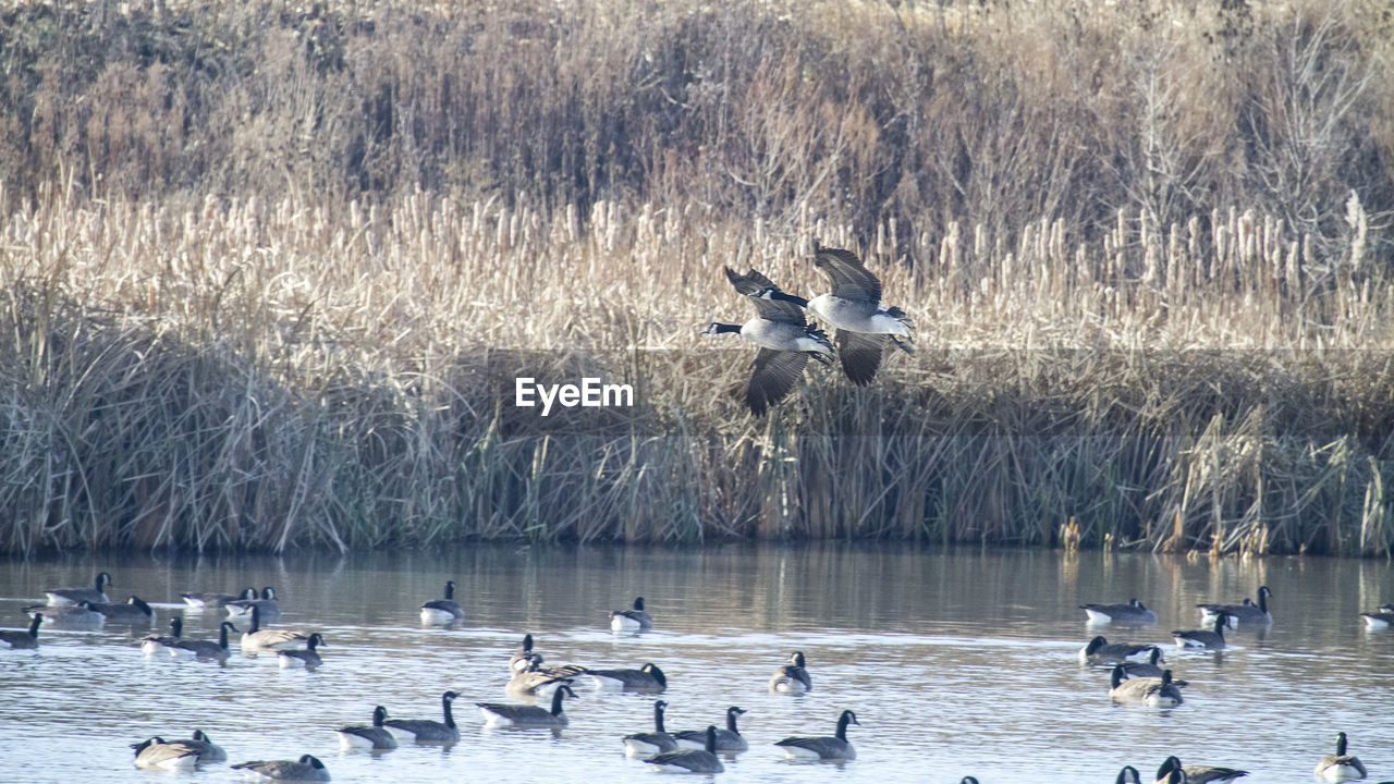 DUCKS IN LAKE