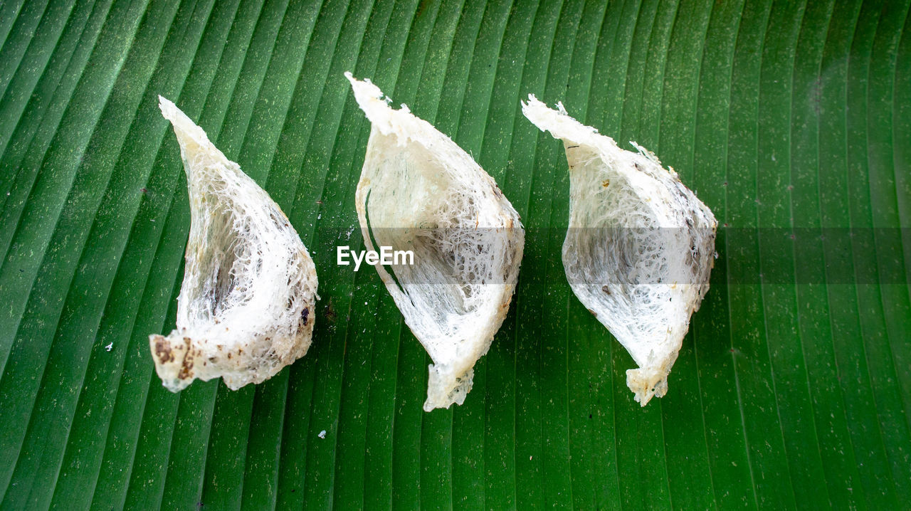 HIGH ANGLE VIEW OF FISH ON LEAVES