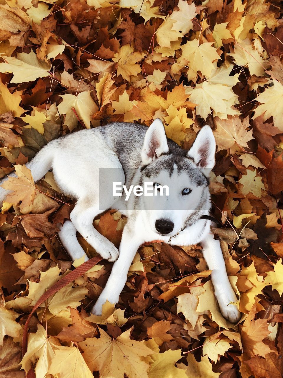 High angle view of dog lying on ground