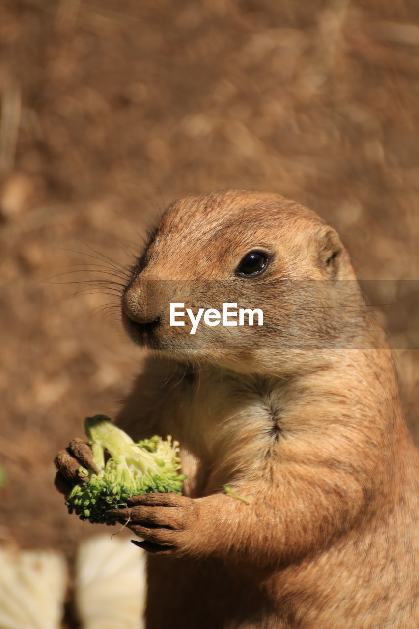 Black-tailed prairie dog