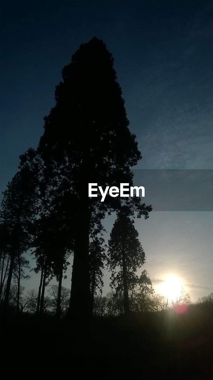 LOW ANGLE VIEW OF SILHOUETTE TREE IN FOREST AGAINST SKY