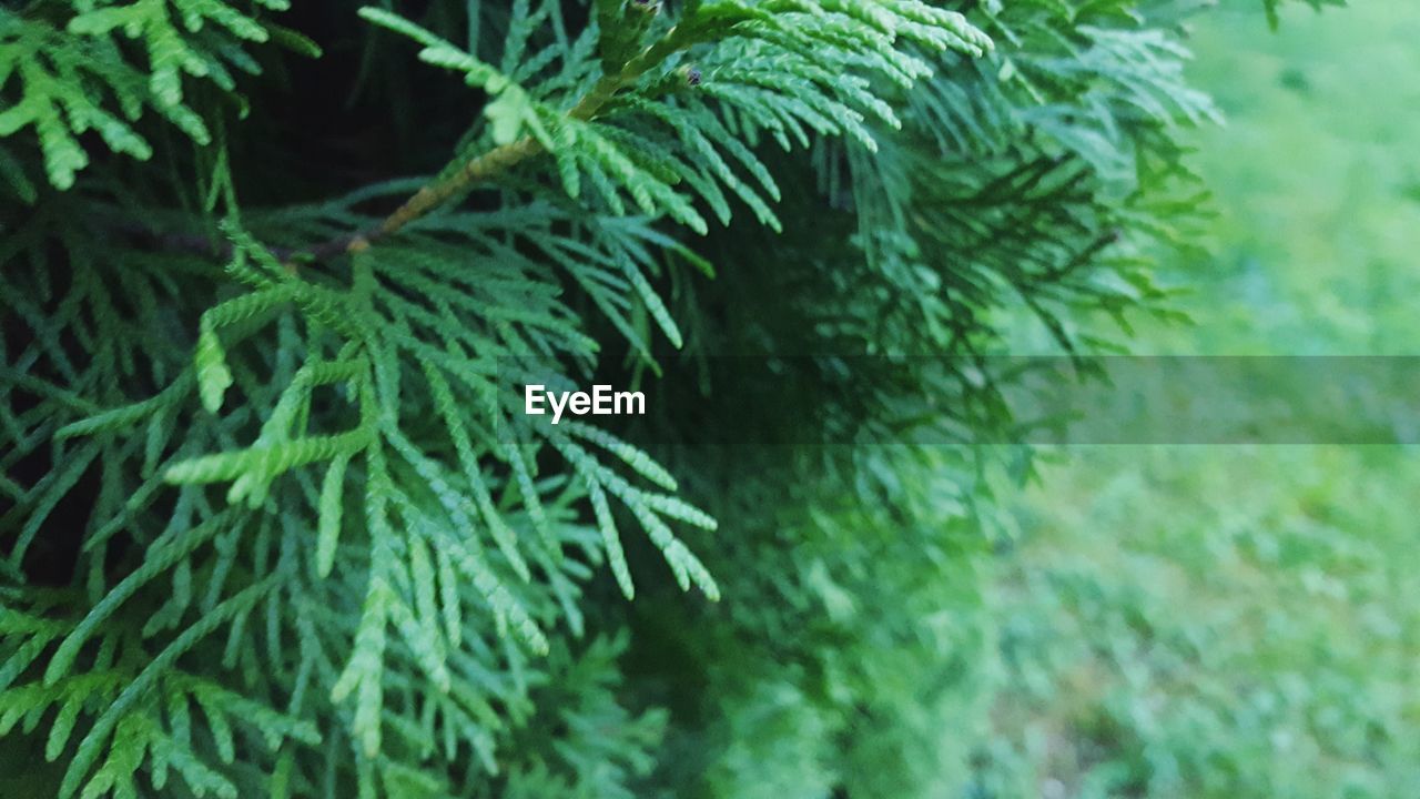 CLOSE-UP OF PINE TREE BRANCHES