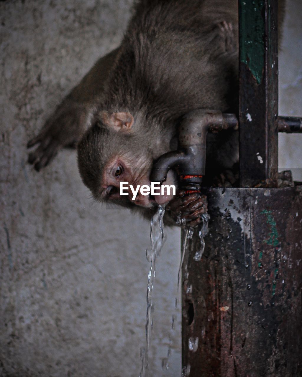 Close-up of monkey drinking water through a tap.