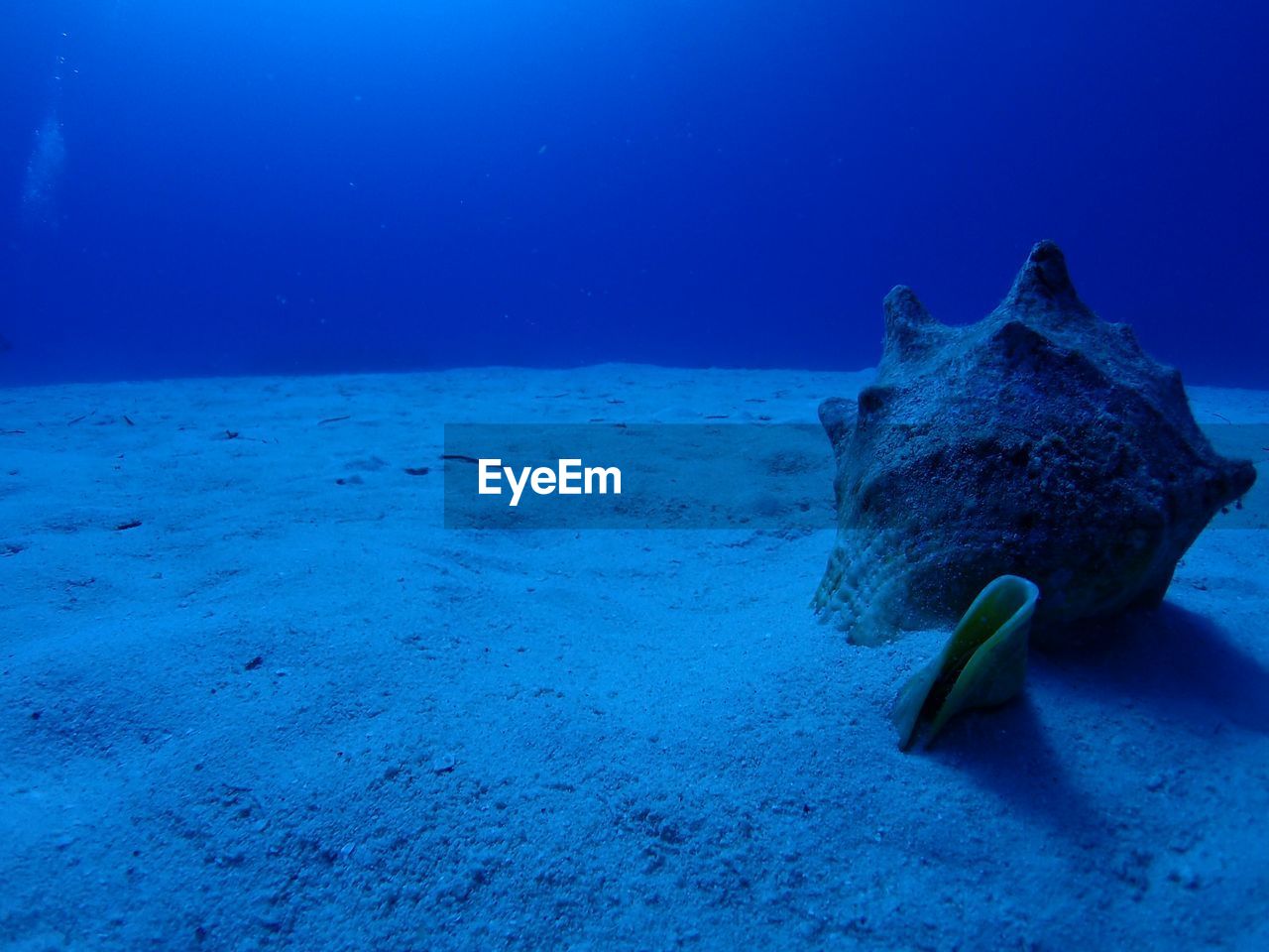 Conch shell in sea