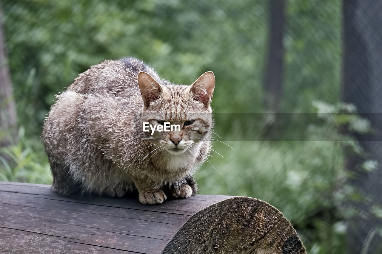 CAT SITTING IN A WOOD