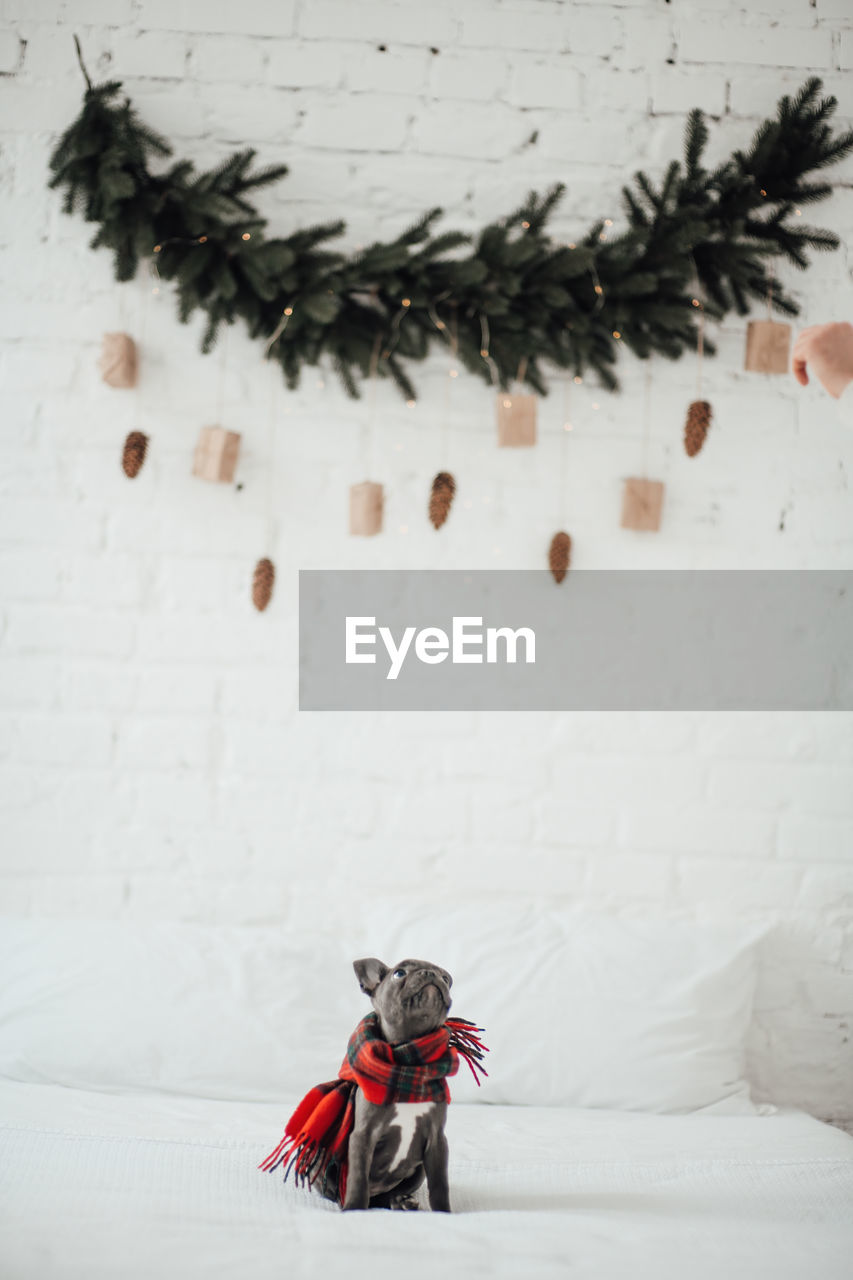 winter, snow, cold temperature, christmas tree, christmas, one person, clothing, white, celebration, wall - building feature, indoors, wall, nature, tree, decoration, holiday, child, tradition, childhood, christmas decoration, art, red, men, warm clothing, full length, plant, hat, day