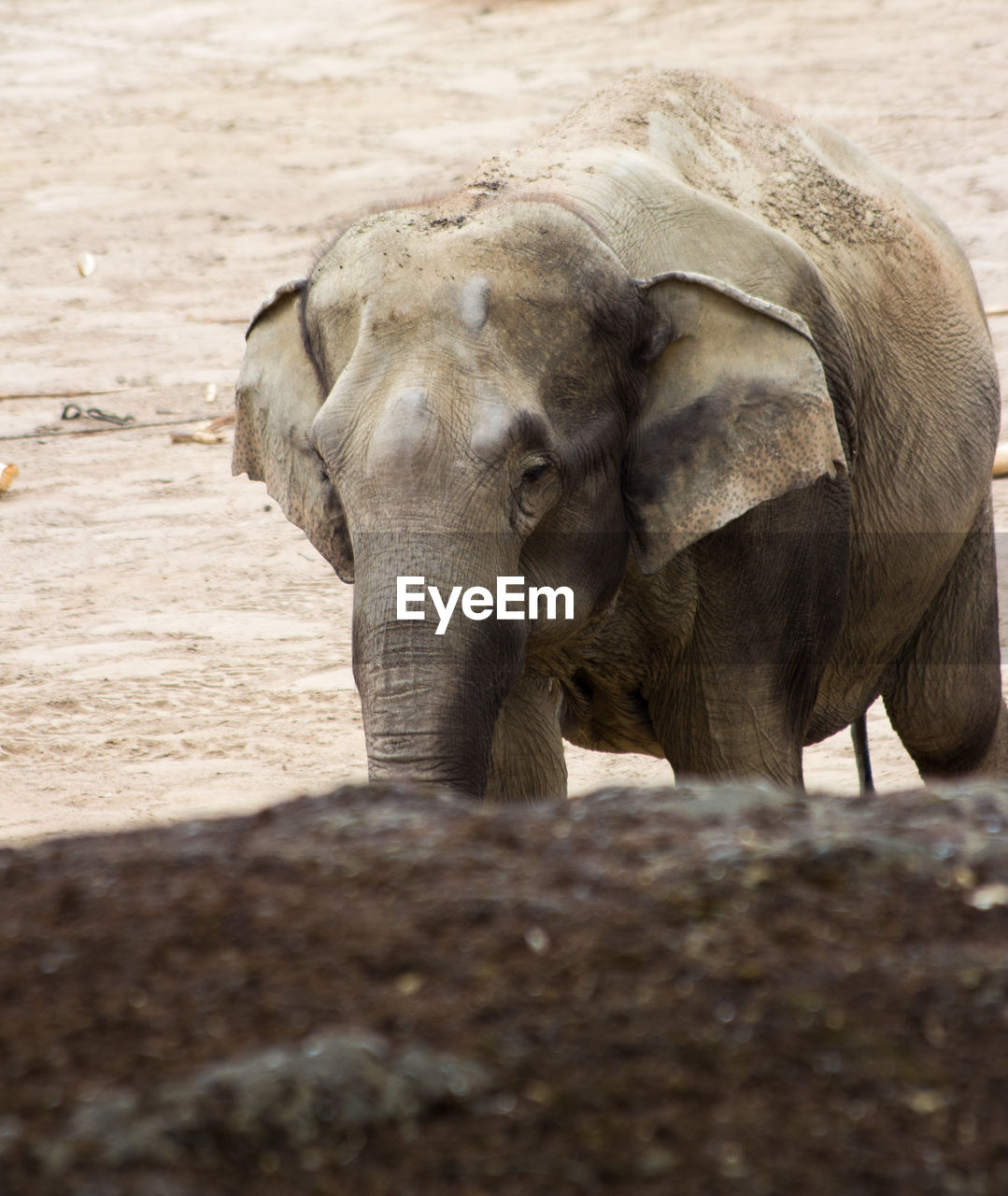 ELEPHANT STANDING IN A FARM