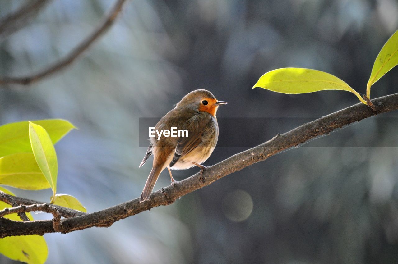 BIRD PERCHING ON BRANCH