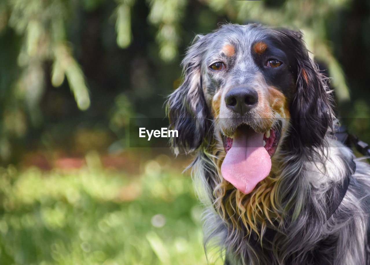 CLOSE-UP PORTRAIT OF A DOG OUTDOORS