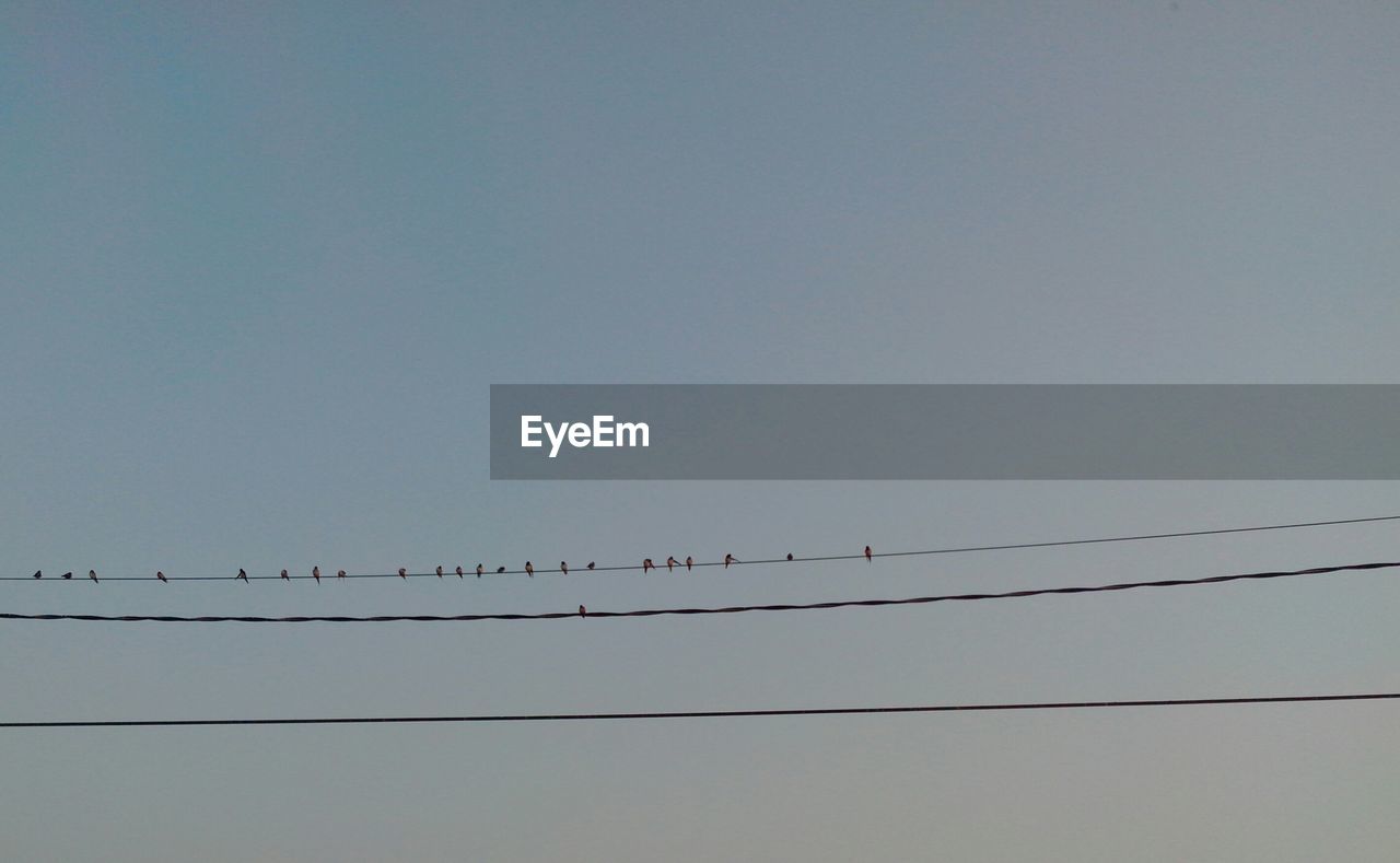 Birds perching on power line