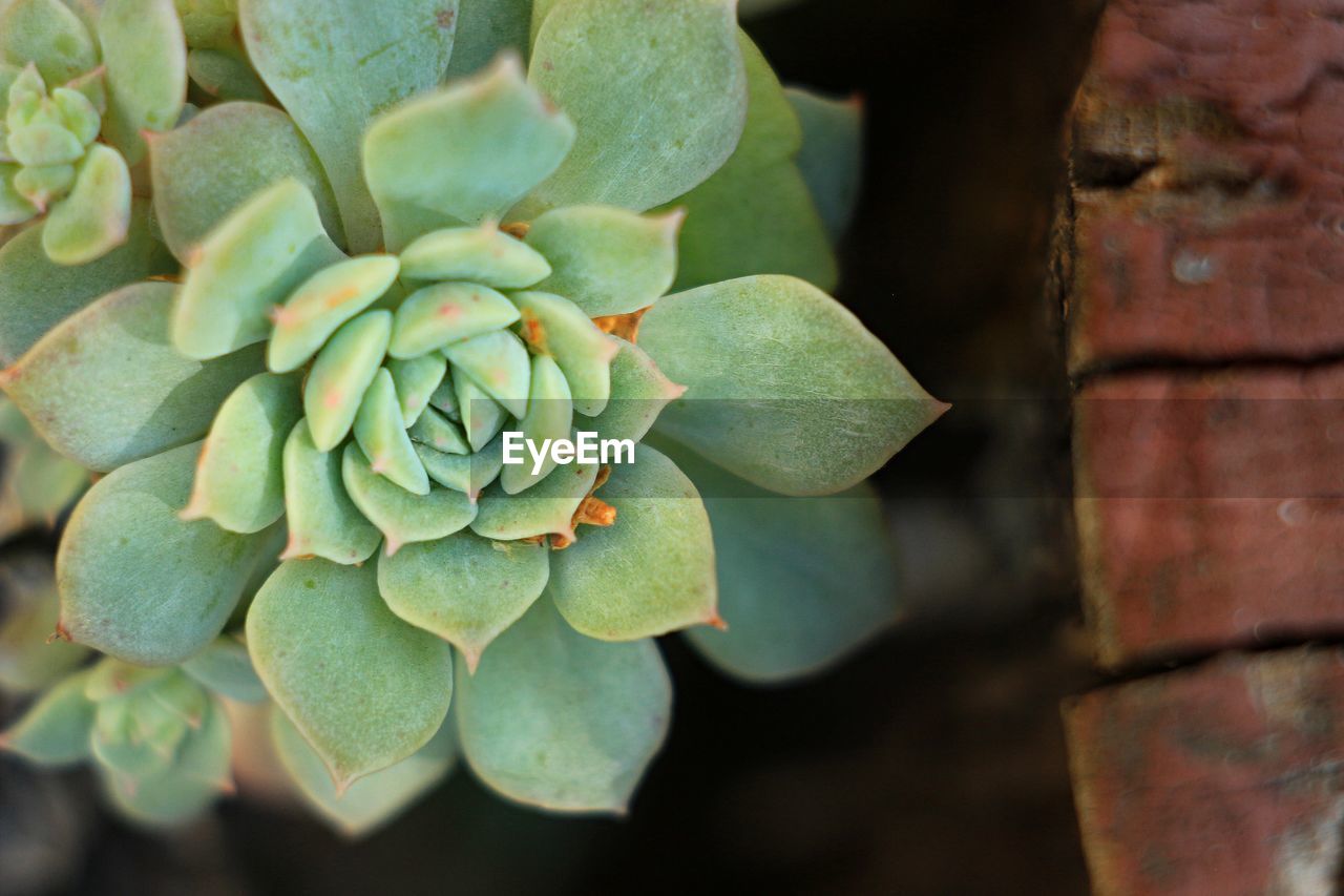 Close-up of succulent plant