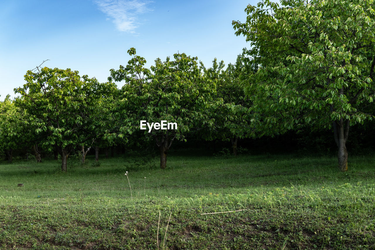 TREES GROWING IN FIELD