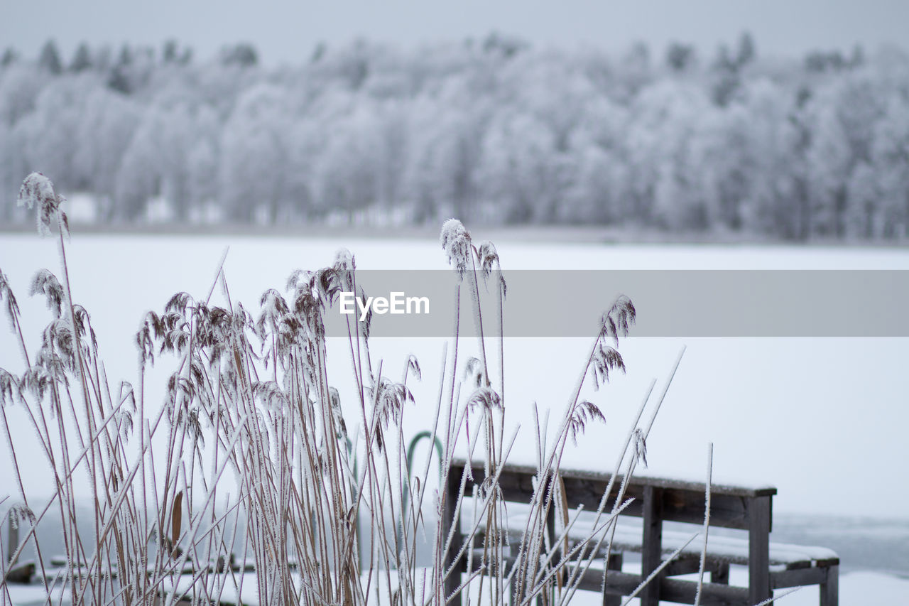 winter, snow, plant, nature, cold temperature, tranquility, water, frost, beauty in nature, lake, freezing, tranquil scene, scenics - nature, no people, day, ice, focus on foreground, environment, frozen, non-urban scene, fog, black and white, landscape, land, grass, outdoors, sky, monochrome, monochrome photography, tree, wood