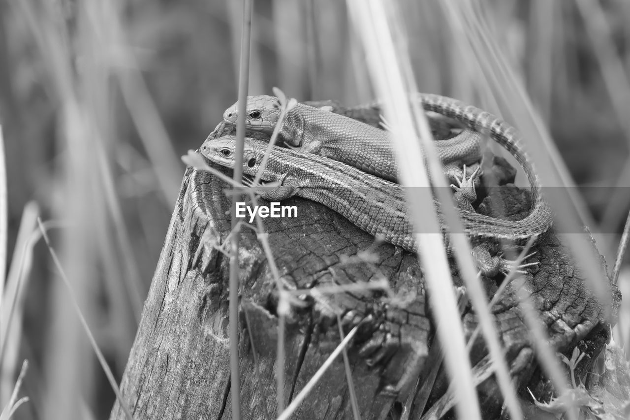 Black and white, this common or viviparous lizard couple show affection as their tails overlap.