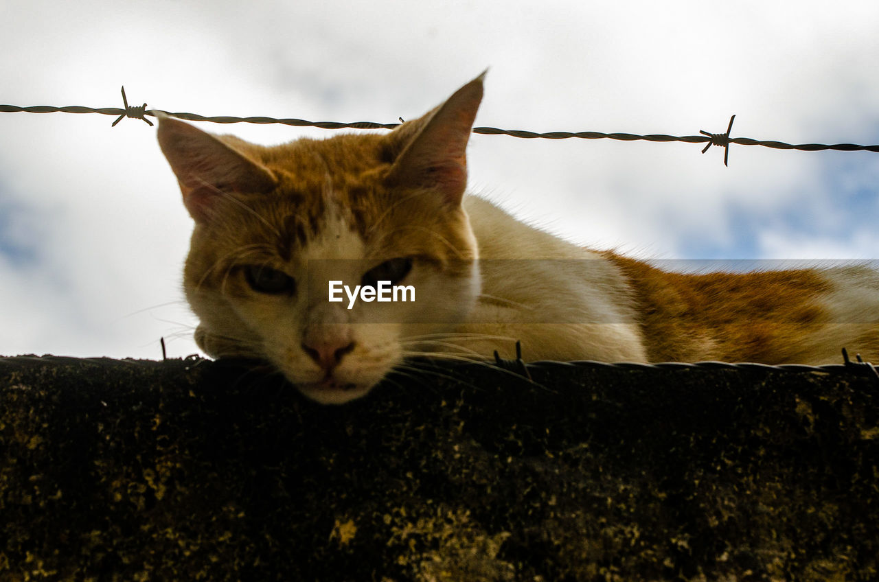 animal, animal themes, mammal, cat, one animal, domestic animals, whiskers, pet, fence, feline, domestic cat, small to medium-sized cats, felidae, nature, no people, portrait, sky, looking at camera, animal body part, wild cat, wire, outdoors, wildlife