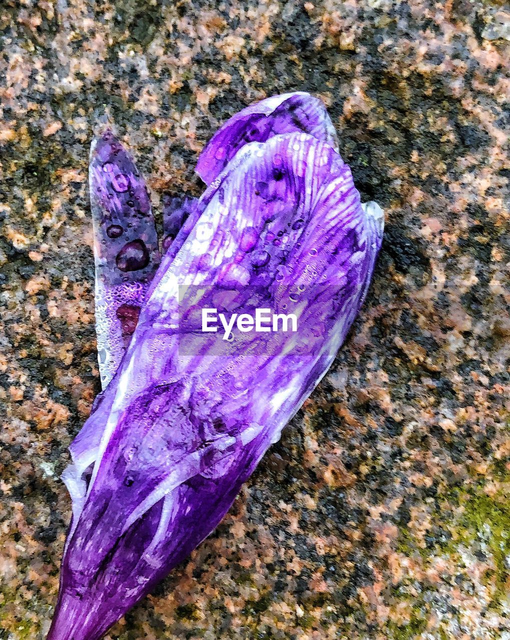 HIGH ANGLE VIEW OF A PURPLE FLOWER