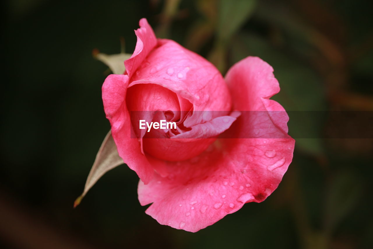 Close-up of pink rose