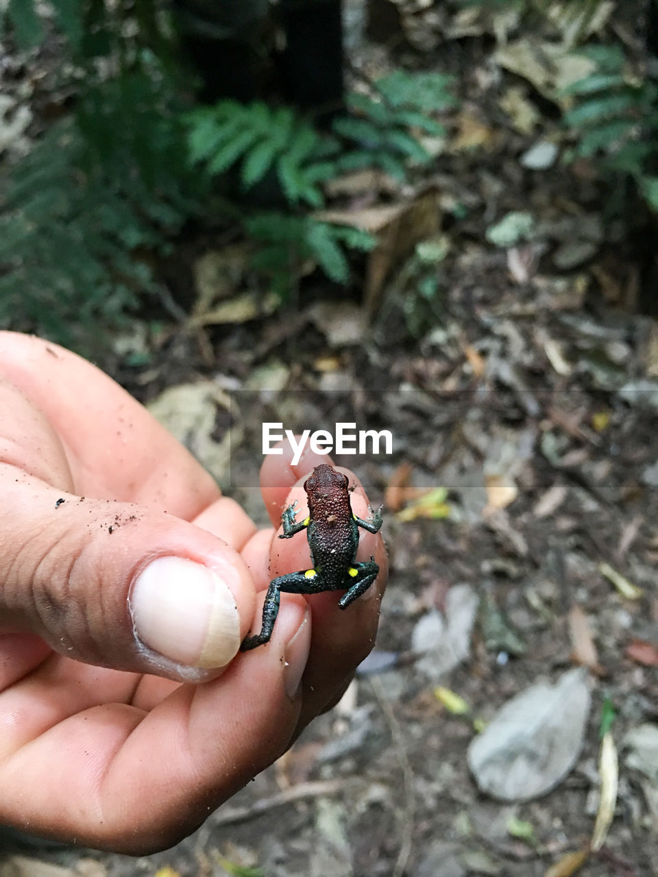 Cropped image of person holding small frog in forest