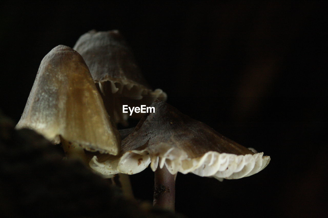 Close-up of mushroom against black background