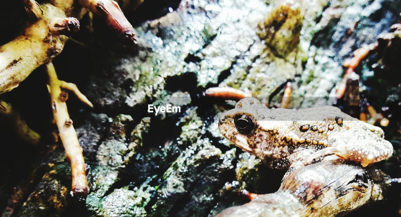 Close-up of frog on rock