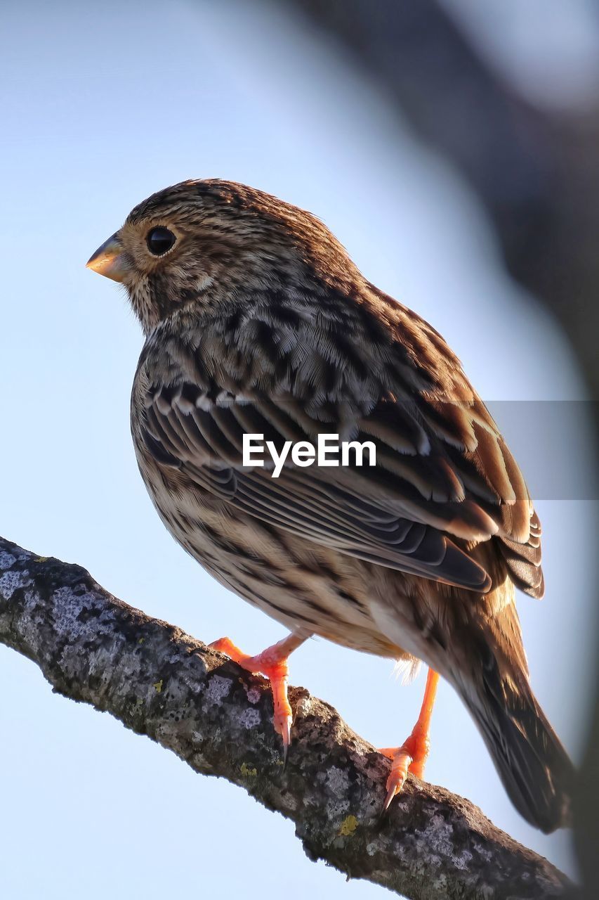 close-up of bird perching on twig