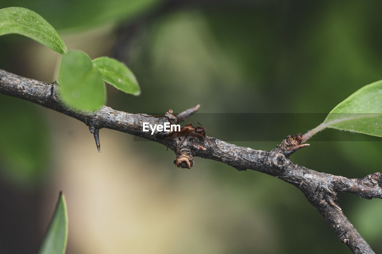 An ant on branch.