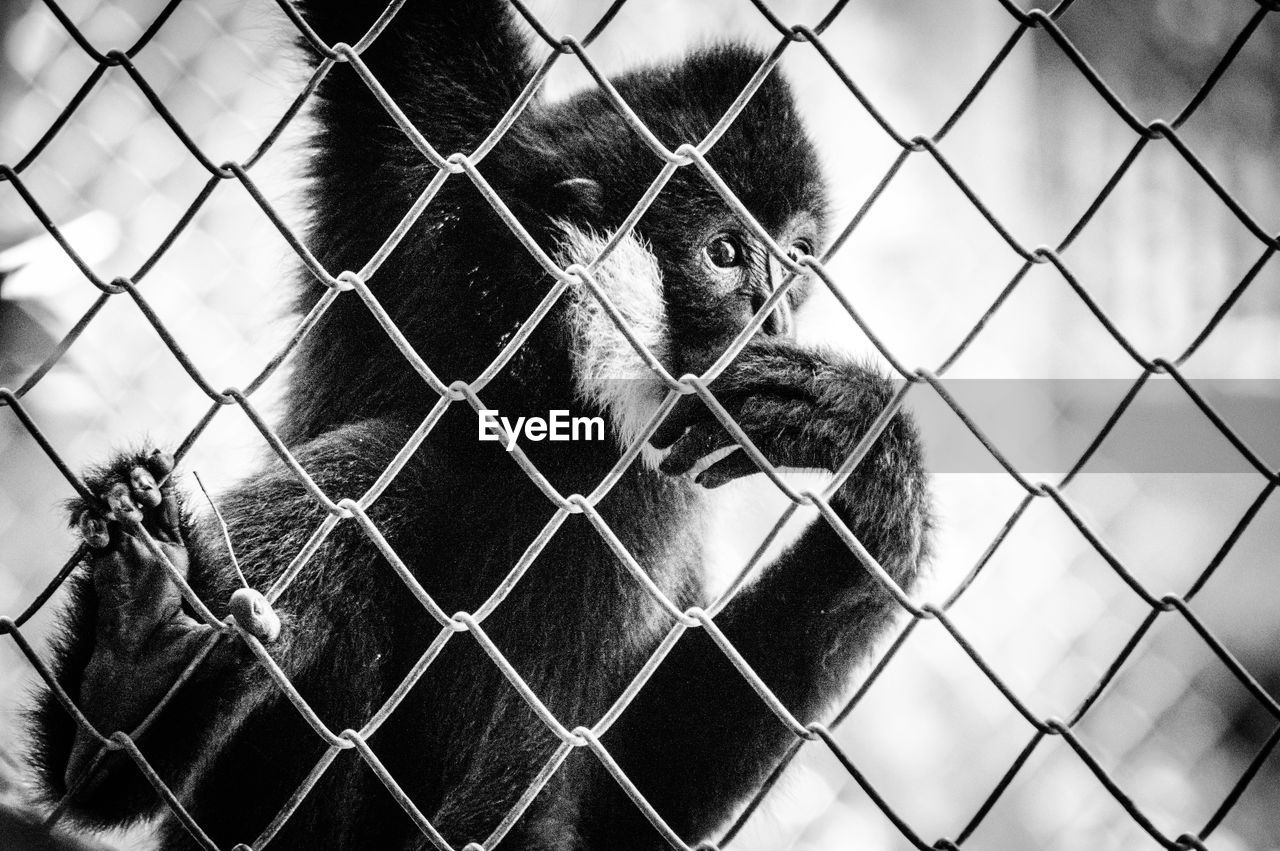 Close-up of monkey on chainlink fence at zoo