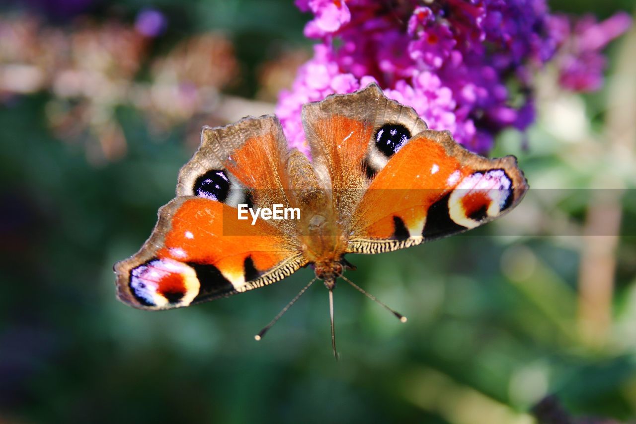 Close-up of butterfly perching on flower