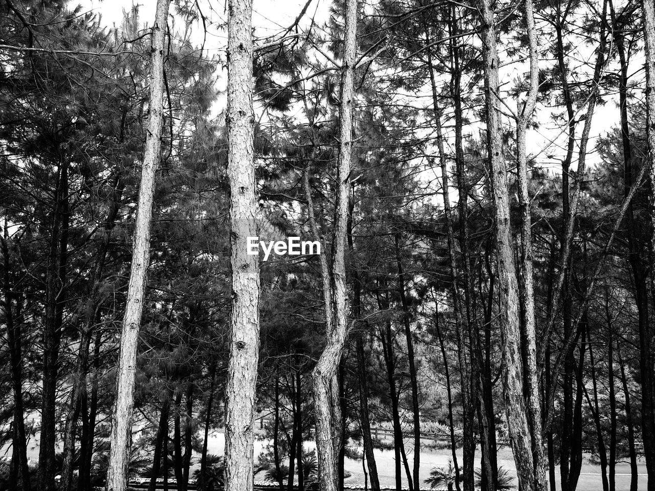 LOW ANGLE VIEW OF TREES GROWING IN FOREST
