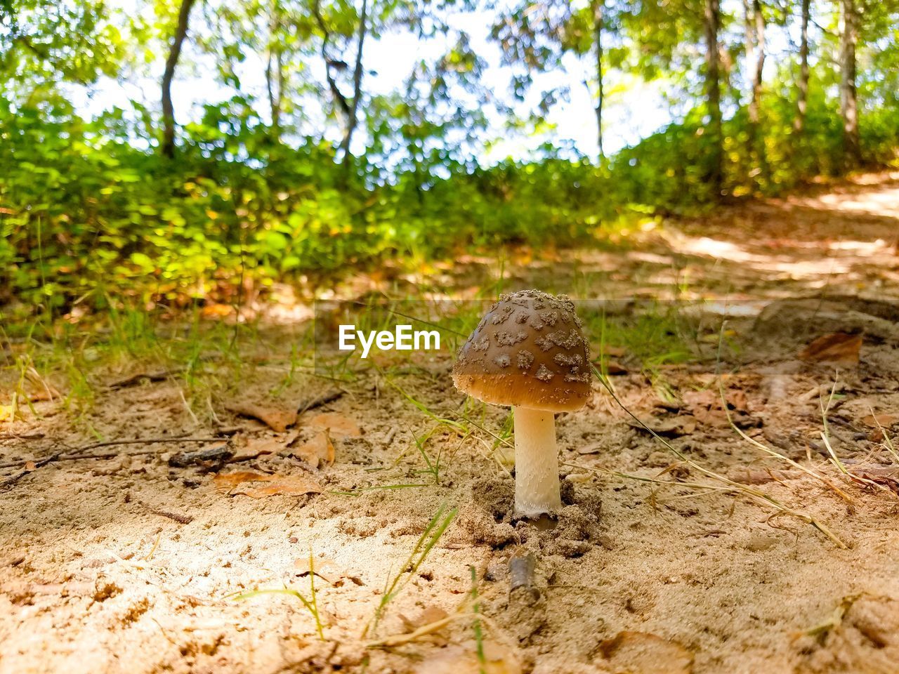 CLOSE-UP OF MUSHROOM GROWING ON FIELD BY TREE