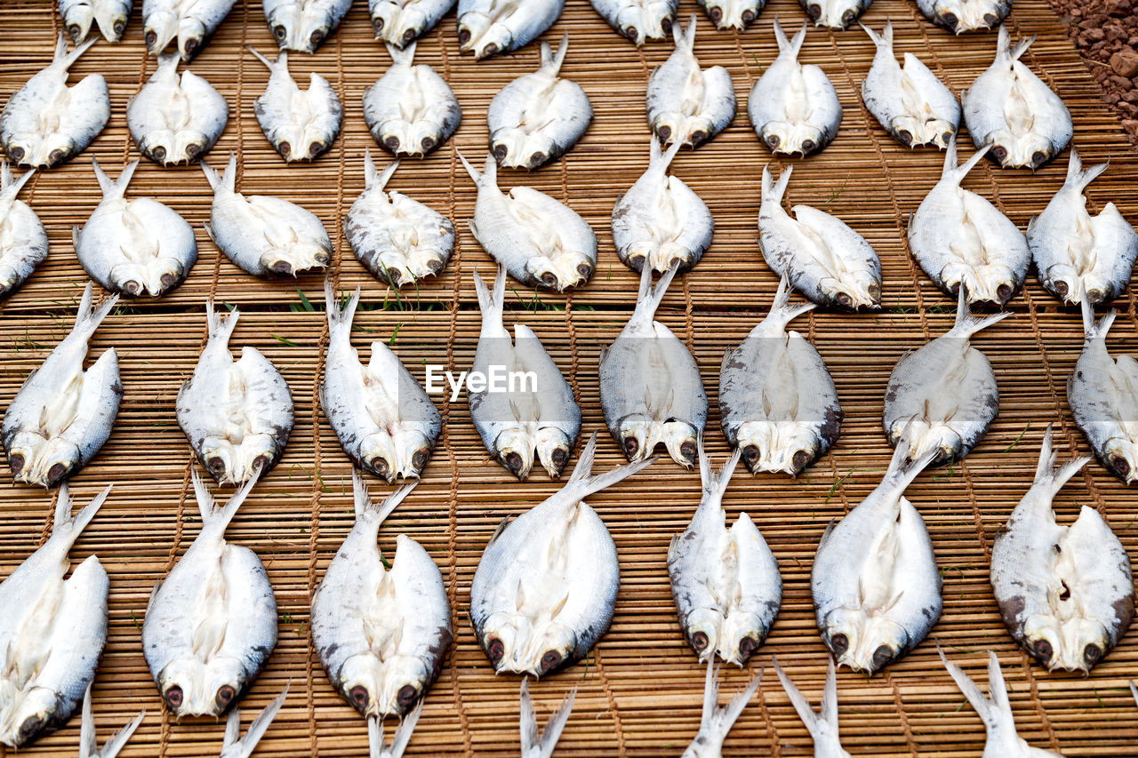 HIGH ANGLE VIEW OF WHITE BIRDS ON THE WALL