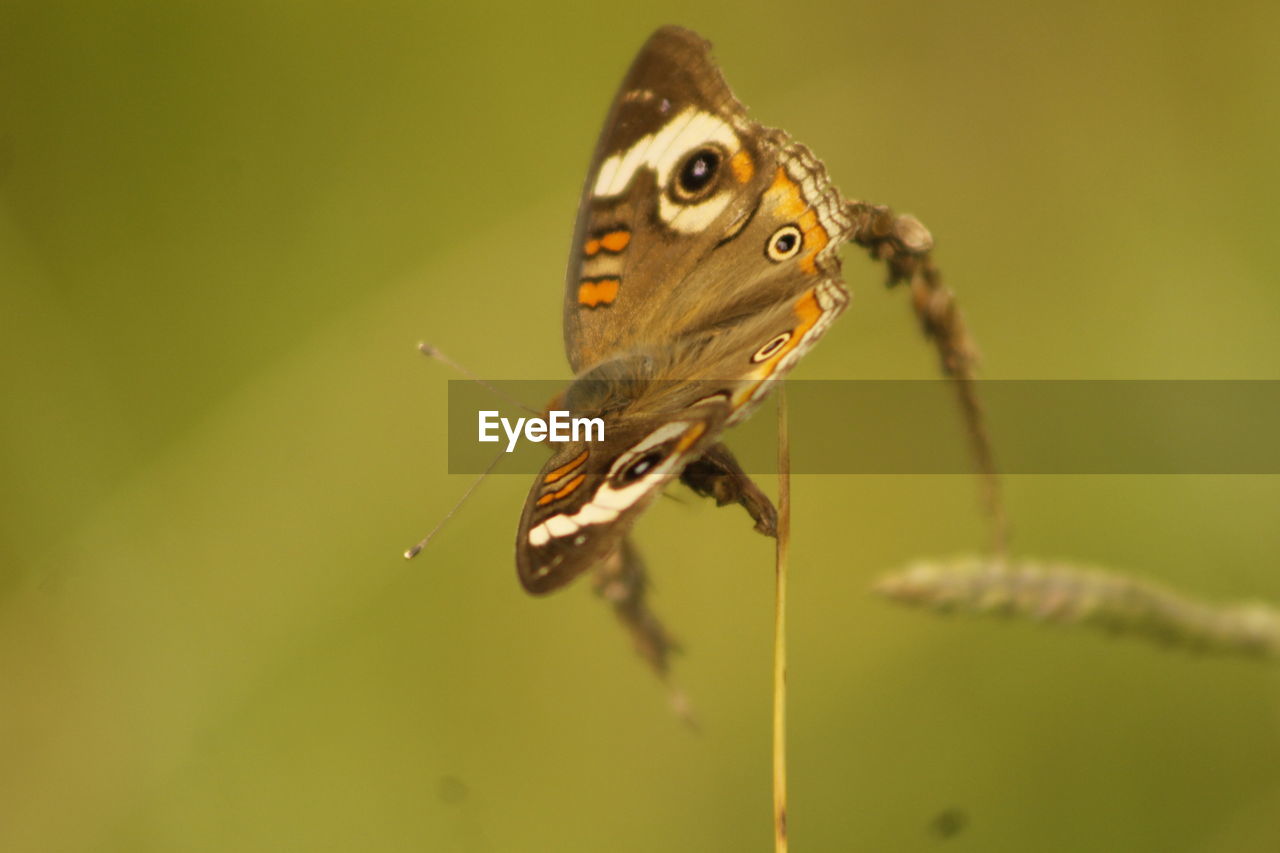 BUTTERFLY ON LEAF