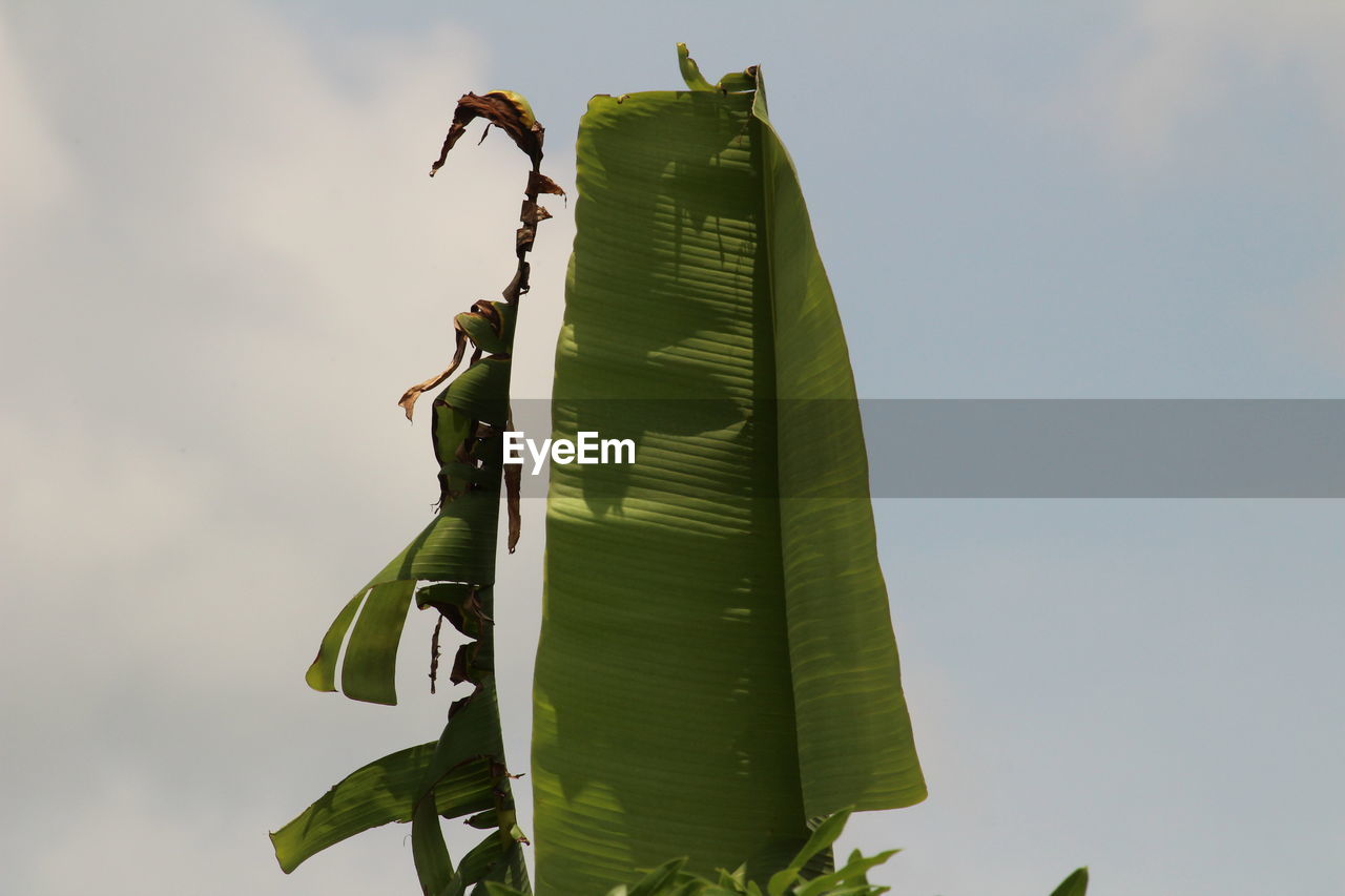 Low angle view of green banana leaves on plant against sky