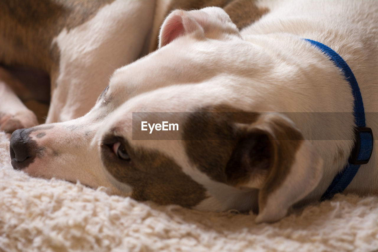 CLOSE-UP OF DOG LYING DOWN ON BLANKET