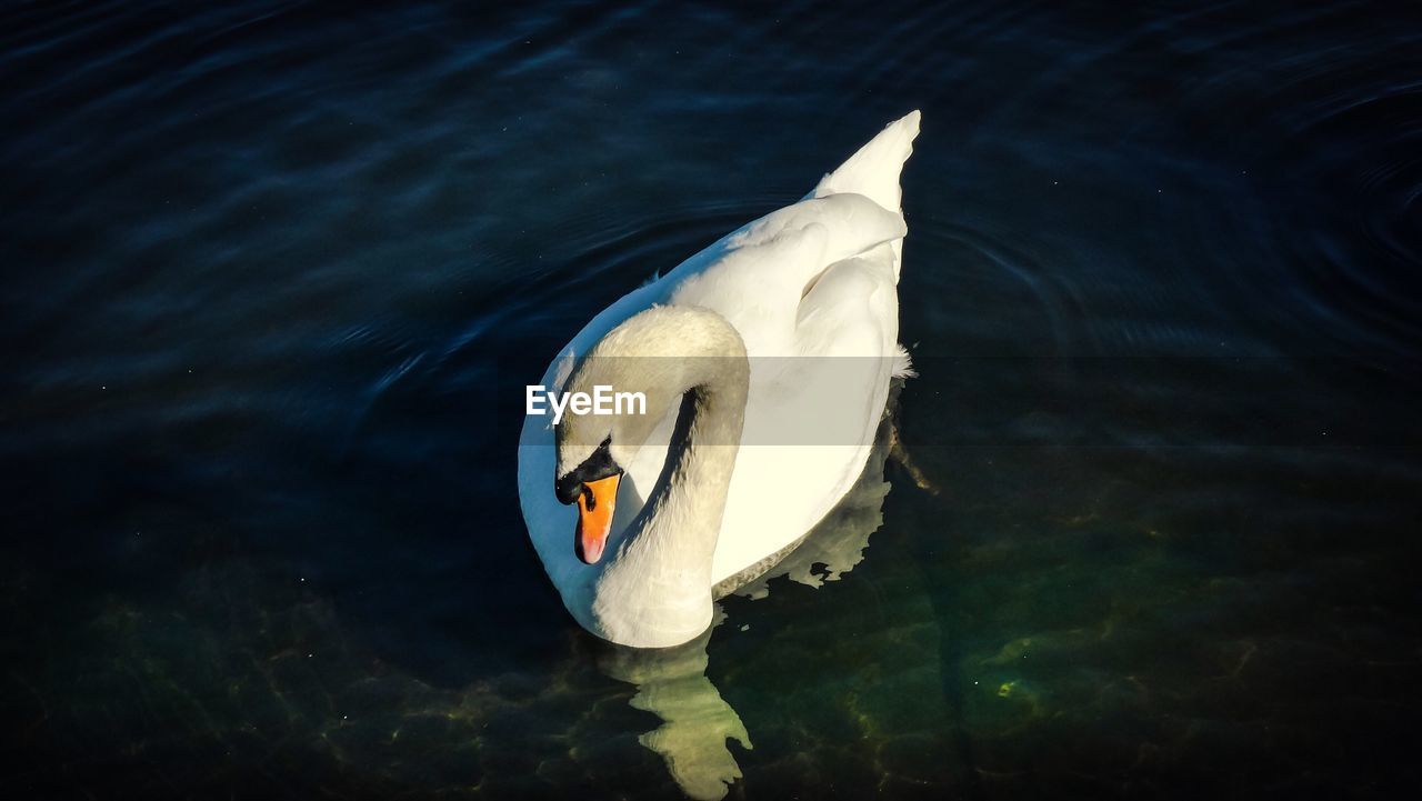 HIGH ANGLE VIEW OF SWAN SWIMMING IN LAKE