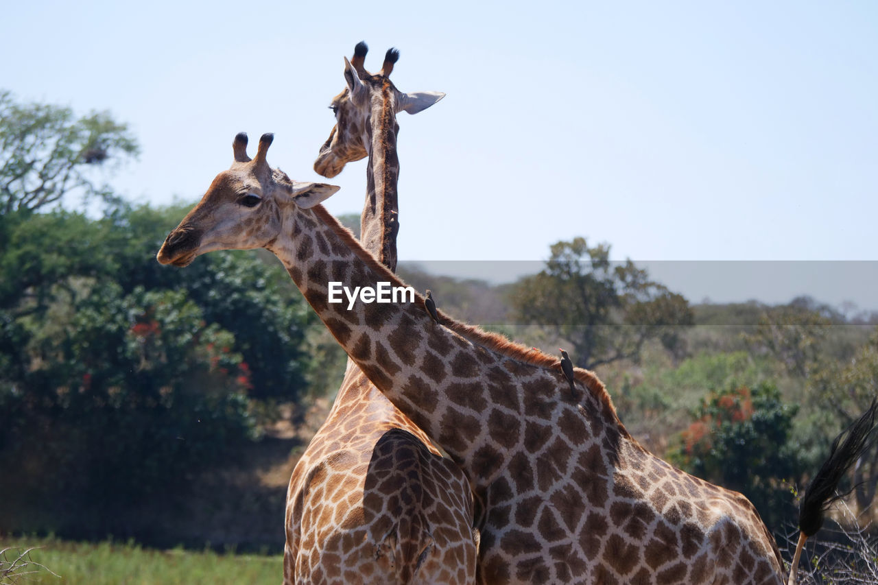 Close-up of giraffes against sky
