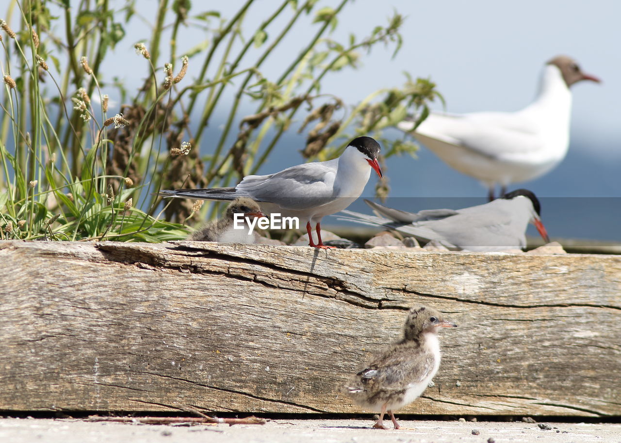 FLOCK OF SEAGULLS PERCHING ON WOOD