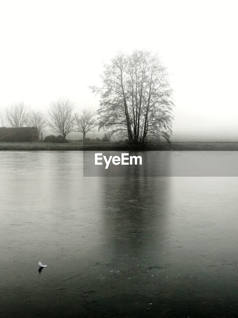 VIEW OF BIRD IN WATER