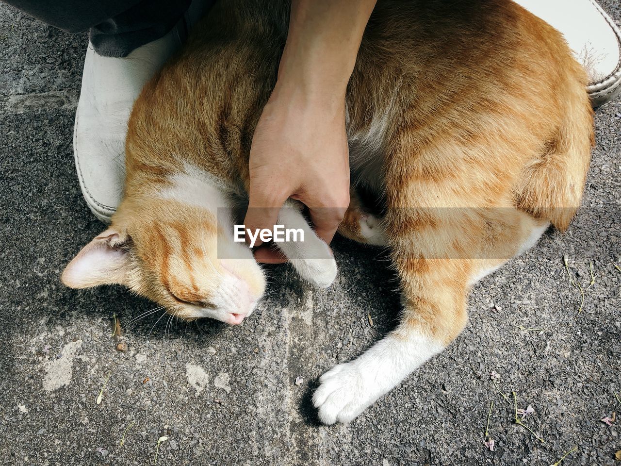 HIGH ANGLE VIEW OF CAT SLEEPING BY FOOTPATH