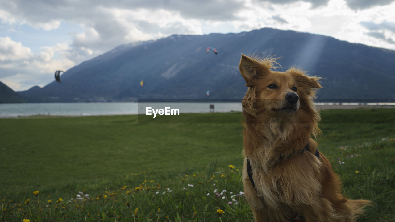 Dog on landscape looking away