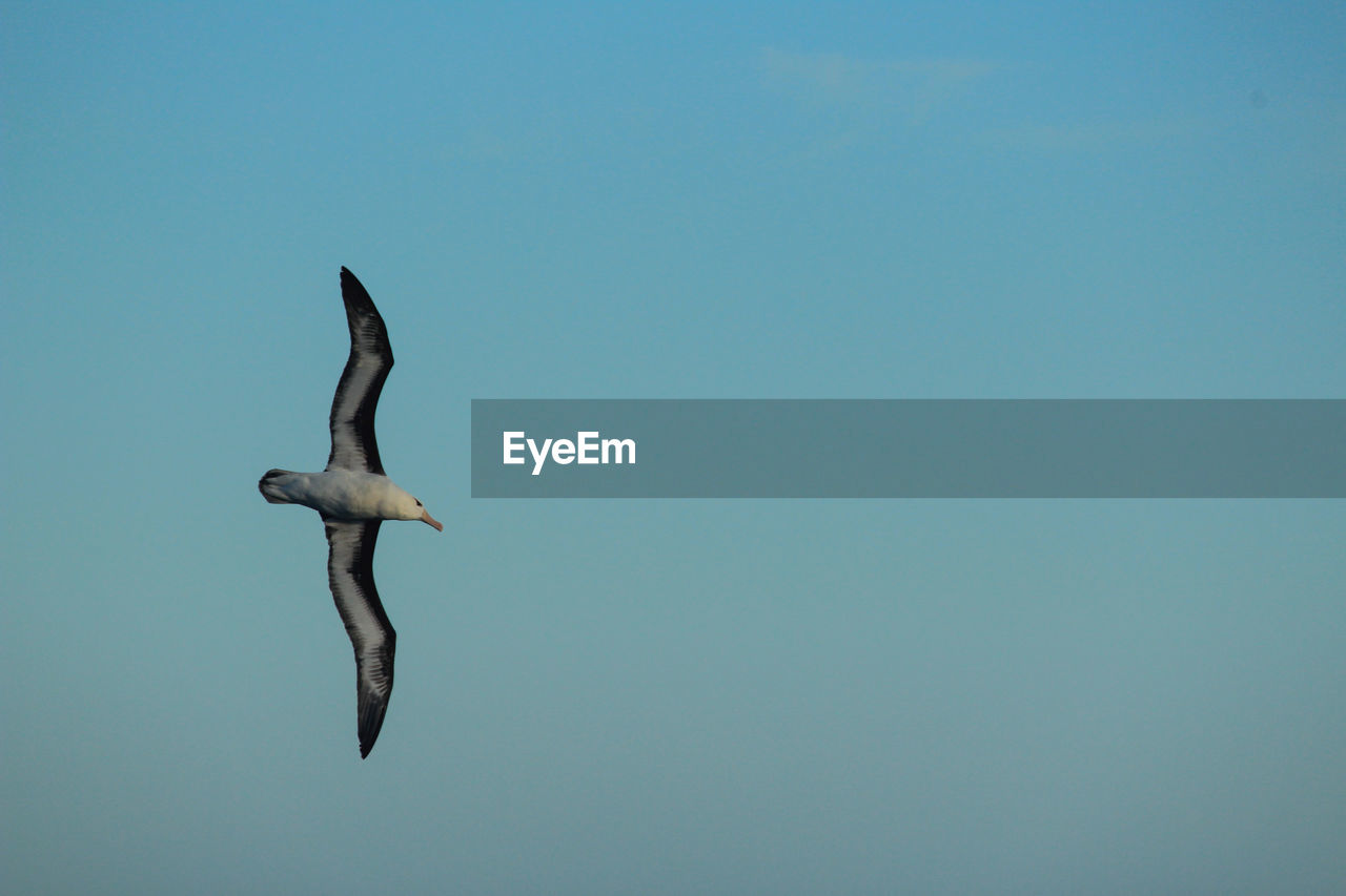 LOW ANGLE VIEW OF BIRD FLYING IN SKY