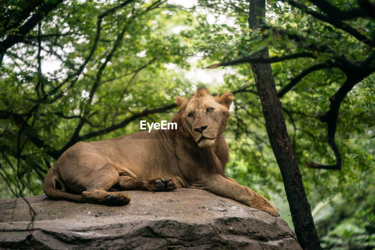 Lion on the rock.