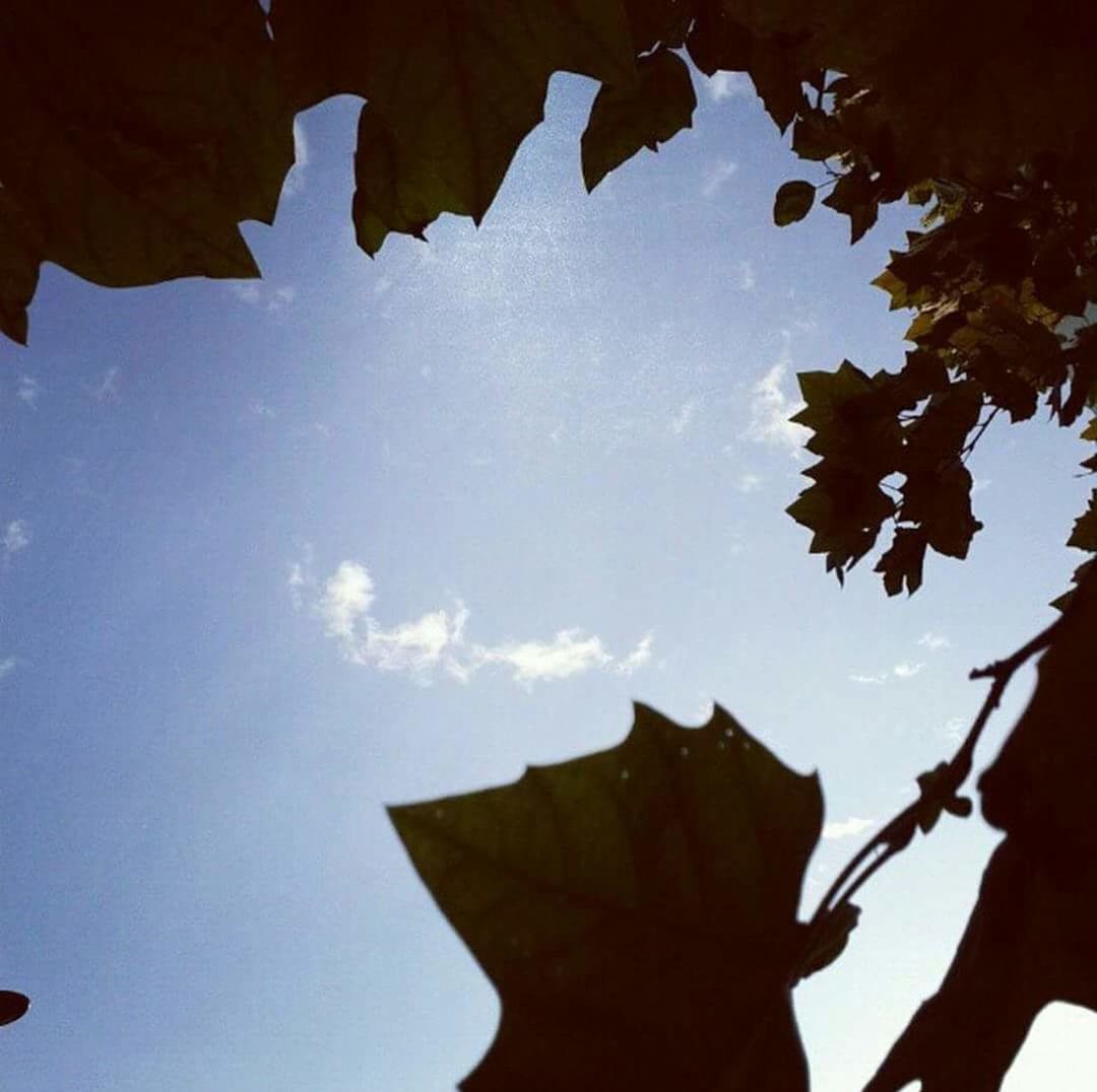 CLOSE-UP OF LEAF