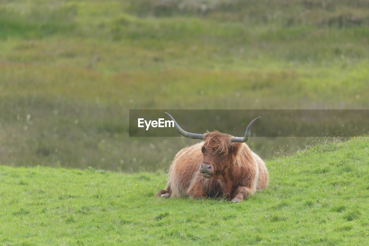 Lone brown orange male highland bull sits down, lying on luscious green grass. 