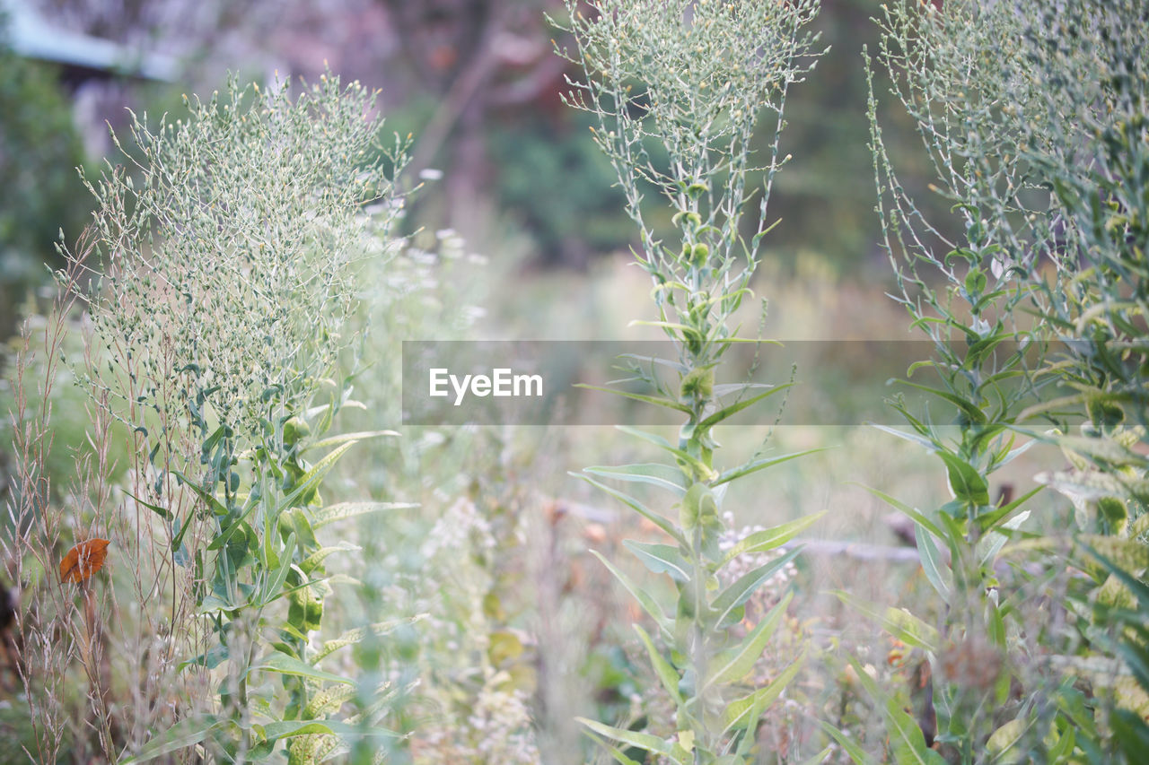 CLOSE-UP OF PLANTS ON FIELD