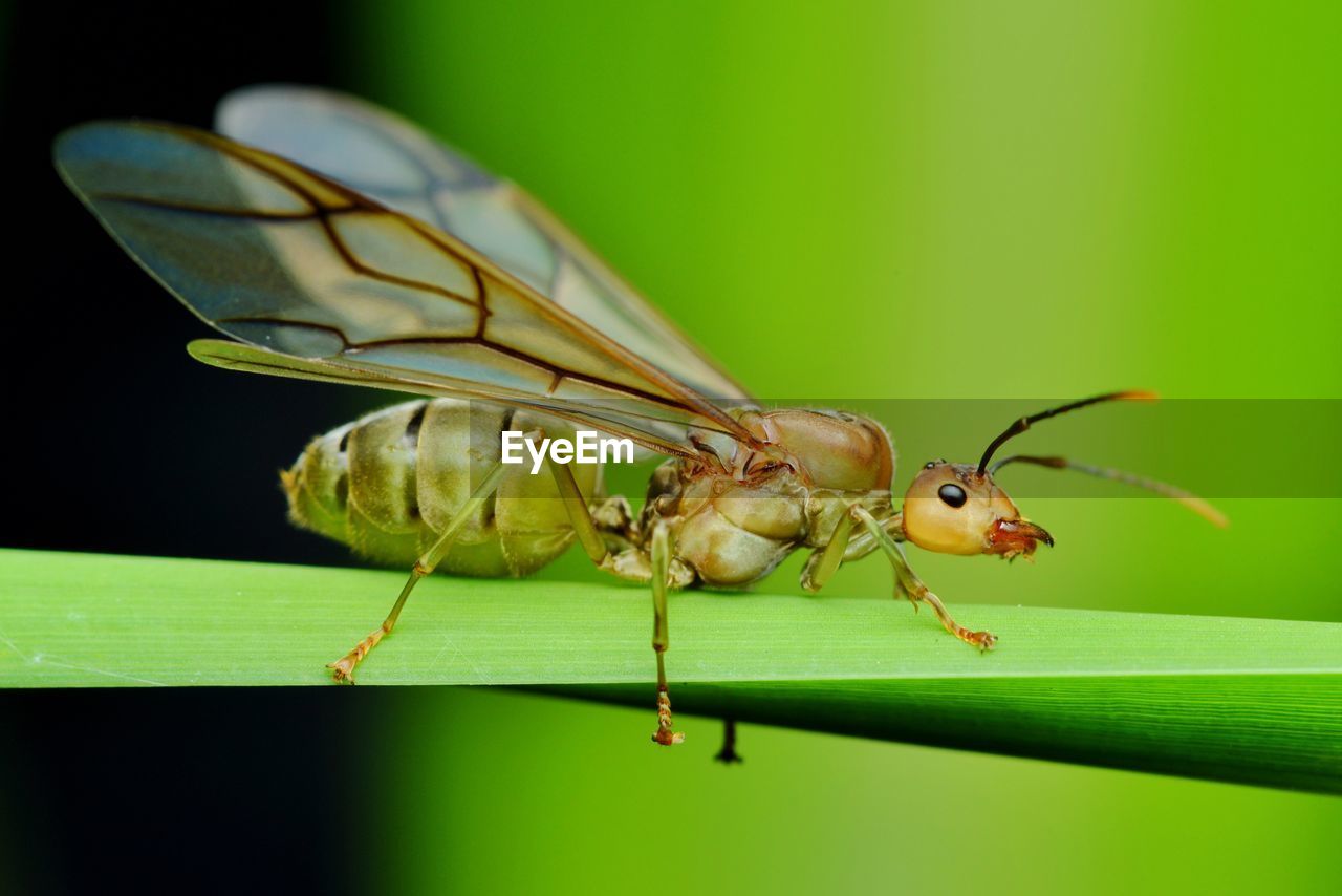 Close-up of weaver ant on leaf