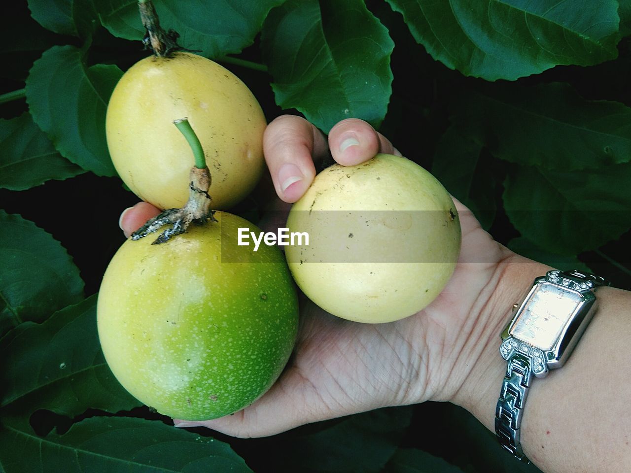 HIGH ANGLE VIEW OF FRUITS ON GREEN